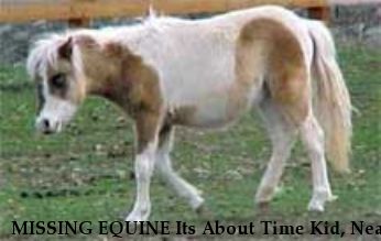 MISSING EQUINE Its About Time Kid, Near unknown, WA, 00000
